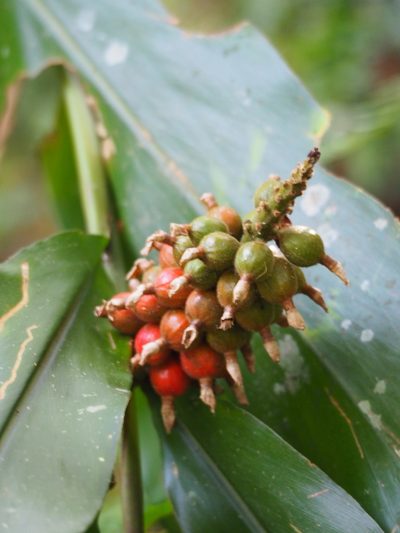Alpinia pricei, photographed by 葉子