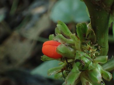 Amischotolype glabrata, photographed by 葉子