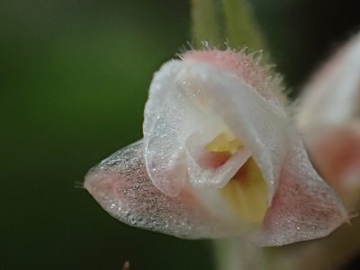 Goodyera foliosa, photographed by 葉子