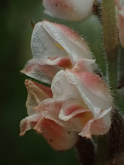 Goodyera foliosa, photographed by 葉子