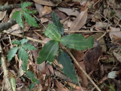 Goodyera foliosa, photographed by 葉子