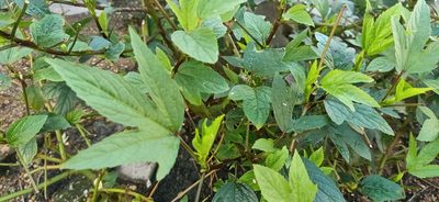 Sabdariffa gossypiifolia, photographed by Ong Jyh Seng