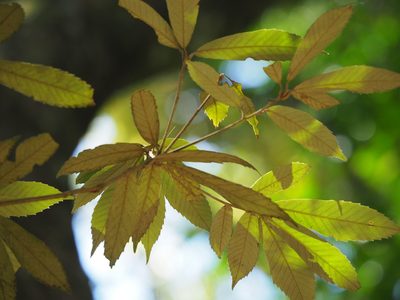 Quercus gilva, photographed by 葉子