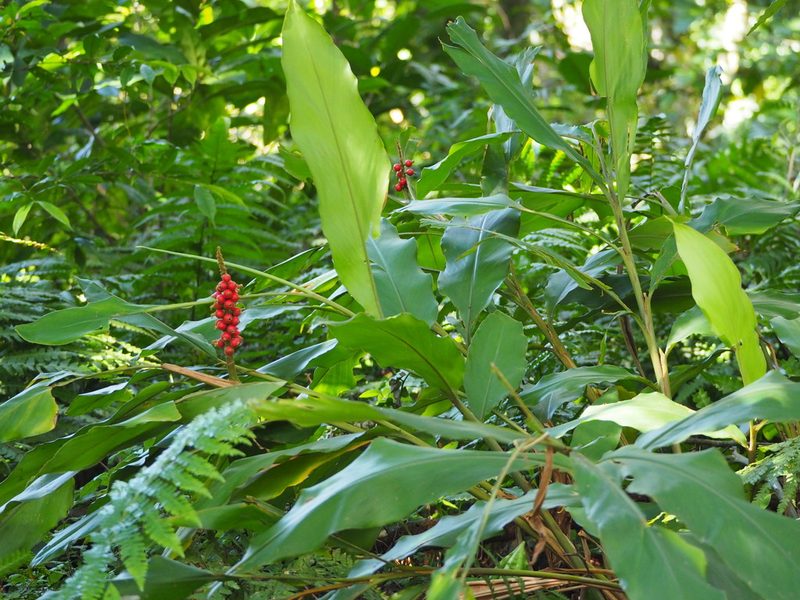 Alpinia pricei, photographed by 葉子