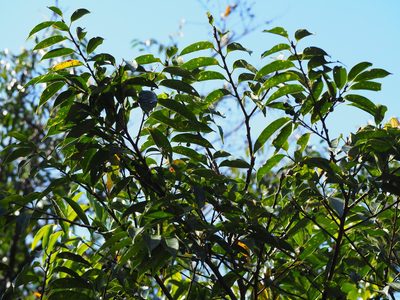 Prunus phaeosticta, photographed by 葉子