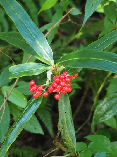 Ardisia crispa, photographed by 葉子