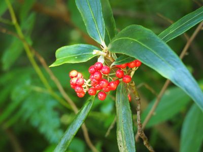 Ardisia crispa, photographed by 葉子