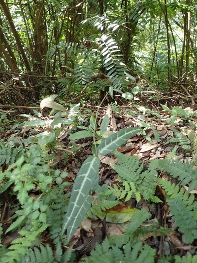 Gardneria multiflora, photographed by 葉子