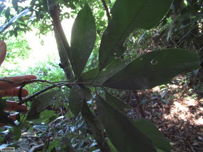 Cola natalensis, photographed by Chris Vynbos