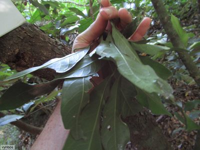Cola natalensis, photographed by Chris Vynbos