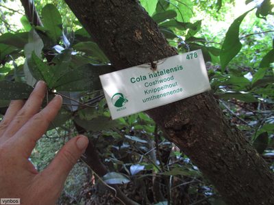 Cola natalensis, photographed by Chris Vynbos