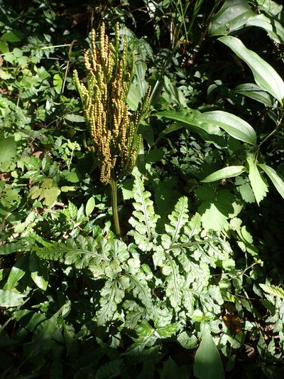 Sceptridium formosanum, photographed by 葉子