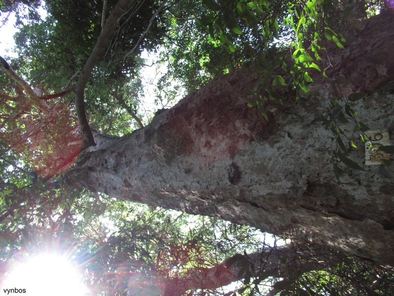 Heywoodia lucens, photographed by Chris Vynbos