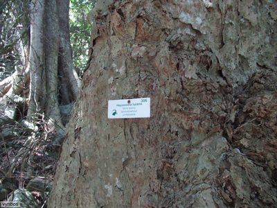 Heywoodia lucens, photographed by Chris Vynbos