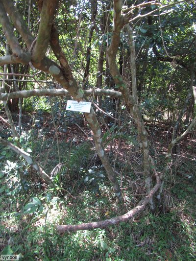Acalypha glabrata, photographed by Chris Vynbos