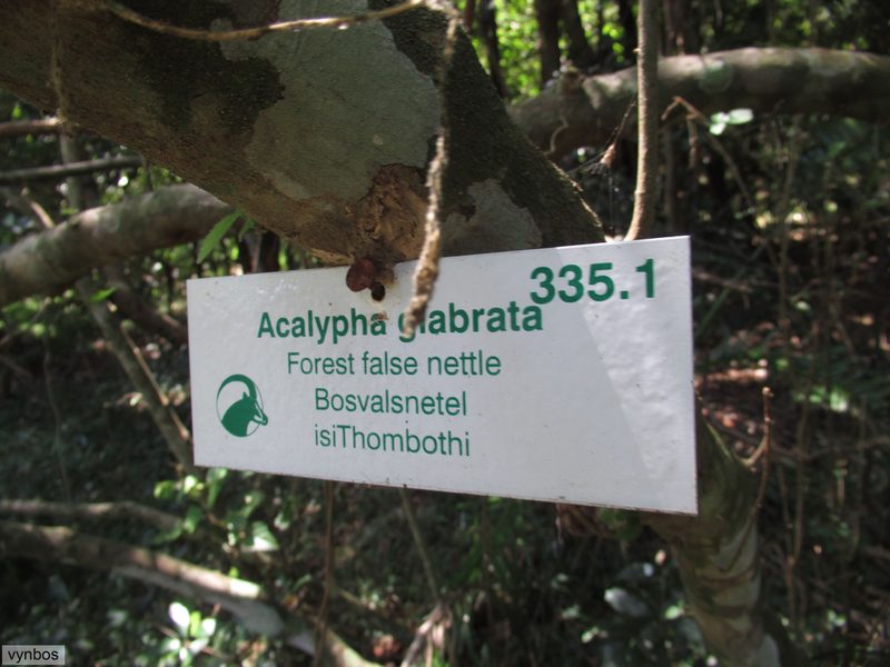 Acalypha glabrata, photographed by Chris Vynbos
