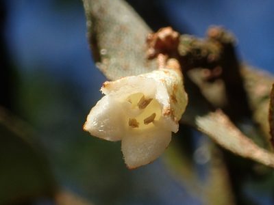 Elaeagnus thunbergii, photographed by 葉子