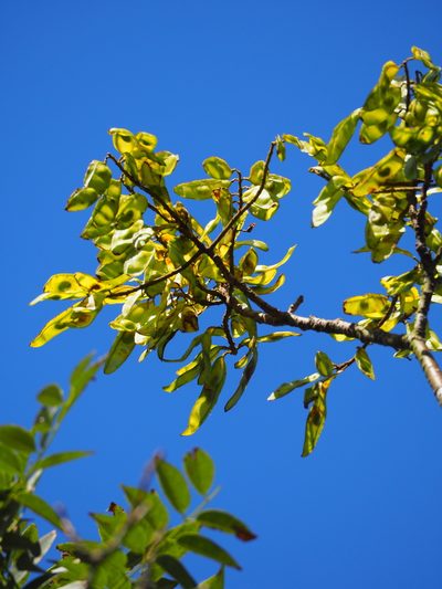 Maackia taiwanensis, photographed by 葉子