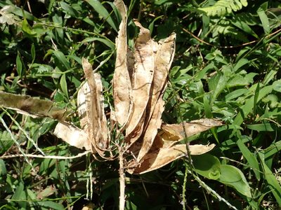 Maackia taiwanensis, photographed by 葉子