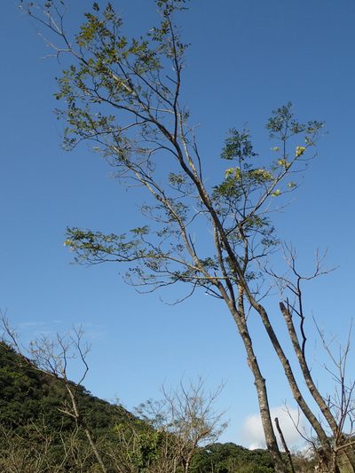 Maackia taiwanensis, photographed by 葉子