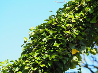 Hedera rhombea, photographed by 葉子