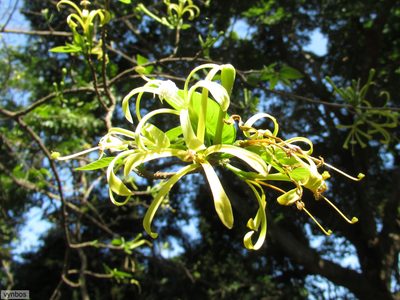 Turraea floribunda, photographed by Chris Vynbos