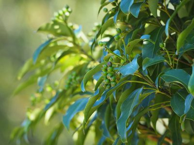 Dendropanax dentigerus, photographed by 葉子