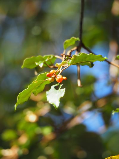 Elaeagnus thunbergii, photographed by 葉子