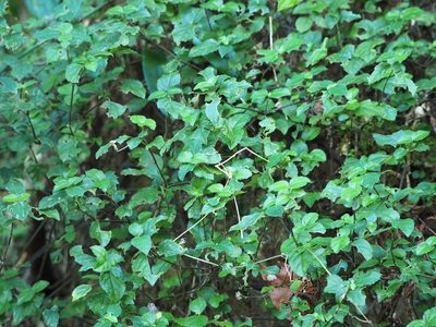 Strobilanthes rankanensis, photographed by 葉子