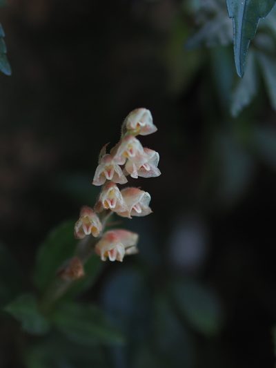 Goodyera foliosa, photographed by 葉子