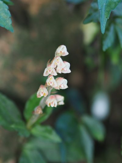Goodyera foliosa, photographed by 葉子