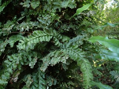 Vandenboschia auriculata, photographed by 葉子