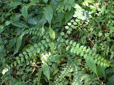 Zanthoxylum scandens, photographed by 葉子