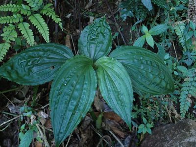 Liparis gigantea, photographed by 葉子