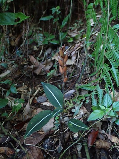 Rhomboda yakusimensis, photographed by 葉子