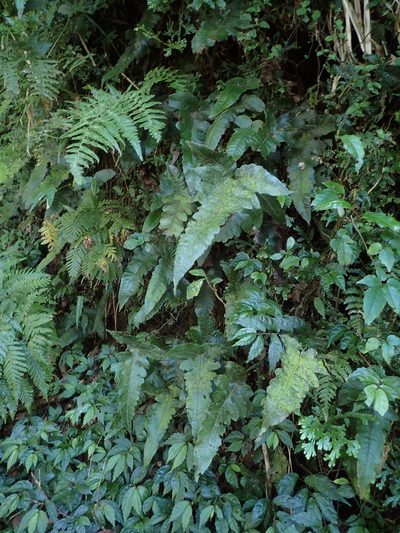 Stegnogramma wilfordii, photographed by 葉子