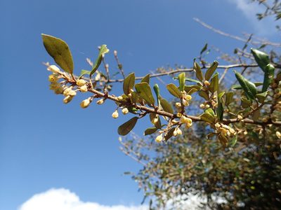 Elaeagnus formosana, photographed by 葉子