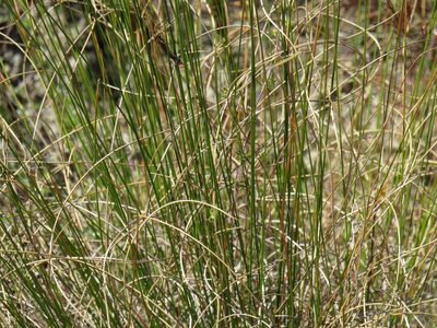 Tenaxia stricta, photographed by Jeremy Gilmore