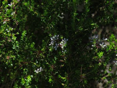 Agathosma glabrata, photographed by Jeremy Gilmore