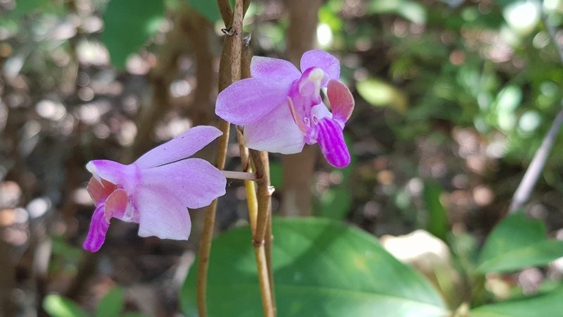 Phalaenopsis pulcherrima, photographed by Cheongweei Gan
