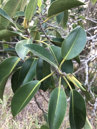 Ficus obliqua, photographed by Greg Tasney