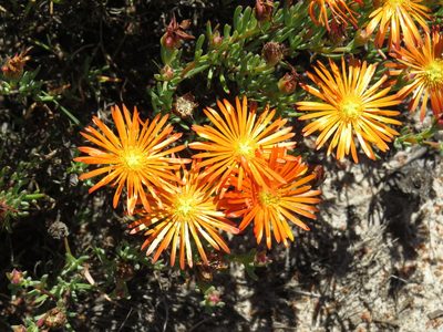 Lampranthus glaucoides, photographed by Jeremy Gilmore