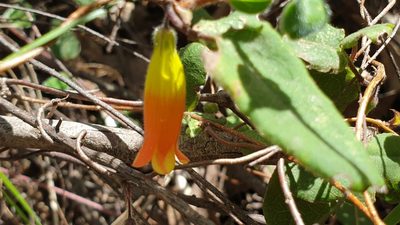 Marianthus bignoniaceus, photographed by Andrew Thornhill