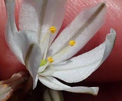 Chlorophytum cooperi, photographed by Peter Warren