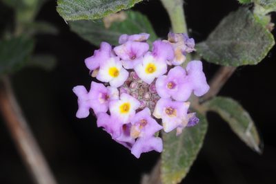Lippia junelliana, photographed by aacocucci