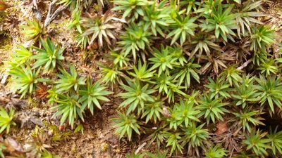 Dawsonia longiseta, photographed by Andrew Thornhill