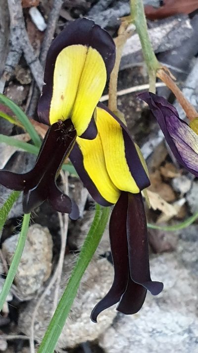Kennedia nigricans, photographed by Andrew Thornhill
