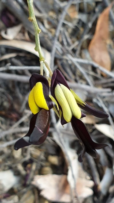 Kennedia nigricans, photographed by Andrew Thornhill