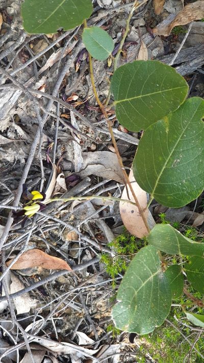 Kennedia nigricans, photographed by Andrew Thornhill