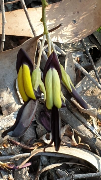 Kennedia nigricans, photographed by Andrew Thornhill